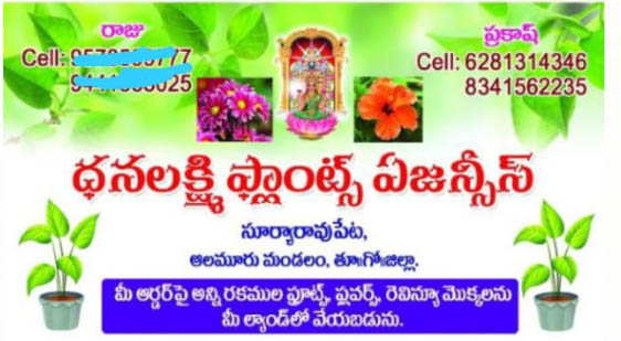 Dhanalakshmi-plants-exporters-Surravupeta-EastGodavari.jpg